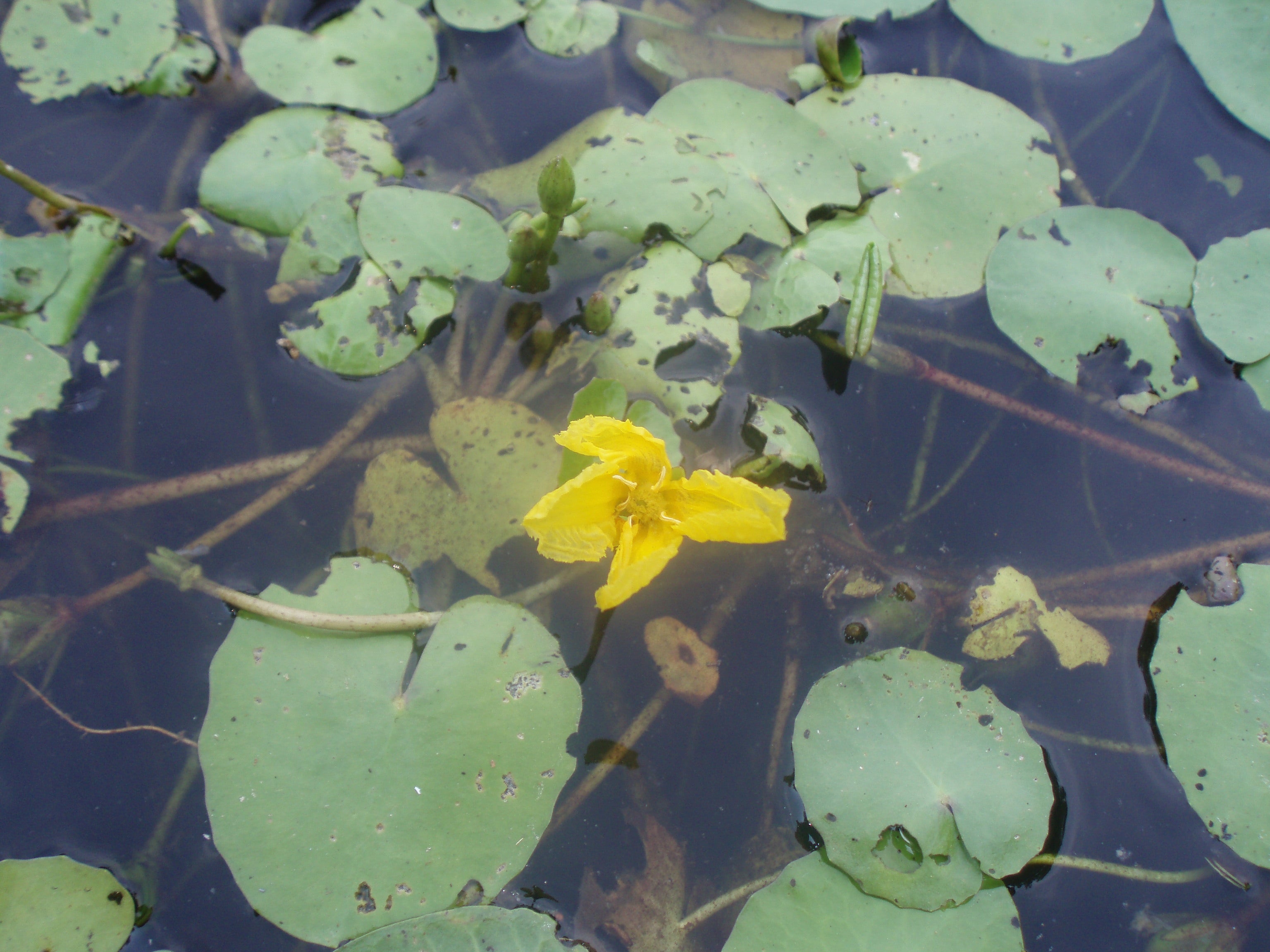 FloatingLeaved Plants Outdoor Alabama